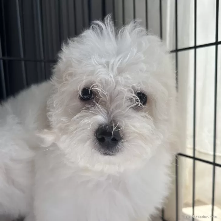 ID:2404-02750の子犬