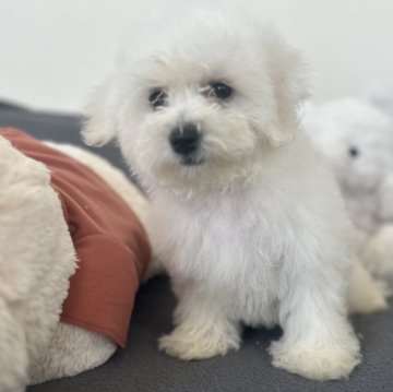 ボロニーズ【富山県・女の子・2024年1月15日・ホワイト】の写真「⭐️レア犬種⭐️ボロニーズの女の子🐶」