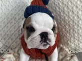 ブルドッグ【富山県・男の子・2023年10月25日・レッド アンド ホワイト】の写真3