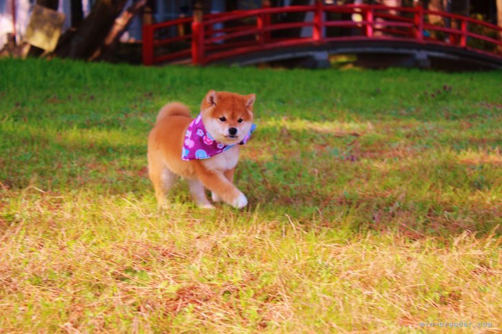 びわ湖までお散歩♪｜桑原　二三男(くわはら　ふみお)ブリーダー(滋賀県・柴犬など・JKC/日本犬保存会登録)の紹介写真6