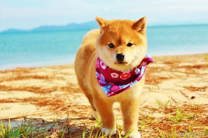 びわ湖までお散歩♪｜桑原　二三男(くわはら　ふみお)ブリーダー(滋賀県・柴犬など・JKC/日本犬保存会登録)の紹介写真9