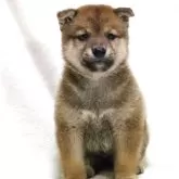 柴犬(標準サイズ)【滋賀県・男の子・2025年8月31日・赤】の写真10