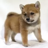 柴犬(標準サイズ)【滋賀県・女の子・2025年9月26日・赤】の写真8