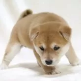 柴犬(標準サイズ)【滋賀県・女の子・2025年9月12日・赤】の写真10