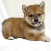 柴犬(標準サイズ)【滋賀県・女の子・2025年9月26日・赤】の写真13