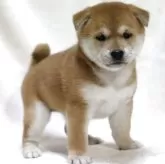 柴犬(標準サイズ)【滋賀県・女の子・2025年9月12日・赤】の写真13