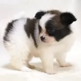 パピヨン【滋賀県・男の子・2025年7月23日・ホワイト&ブラウン】の写真8