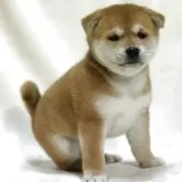 柴犬(標準サイズ)【滋賀県・女の子・2025年9月12日・赤】の写真14