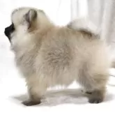 ポメラニアン【滋賀県・男の子・2025年9月5日・ウルフセーブル】の写真12