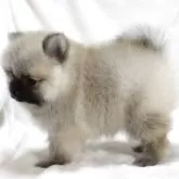 ポメラニアン【滋賀県・男の子・2025年9月5日・ウルフセーブル】の写真13