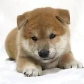 柴犬(標準サイズ)【滋賀県・男の子・2025年7月6日・赤】の写真5