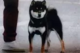 柴犬(標準サイズ)【滋賀県・女の子・2025年5月28日・黒】の写真15「お父さんの黒椿竜号【日保本部賞4本受賞犬】」