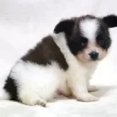 パピヨン【滋賀県・男の子・2025年7月23日・ホワイト&ブラウン】の写真13