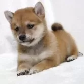 柴犬(標準サイズ)【滋賀県・女の子・2025年9月26日・赤】の写真15