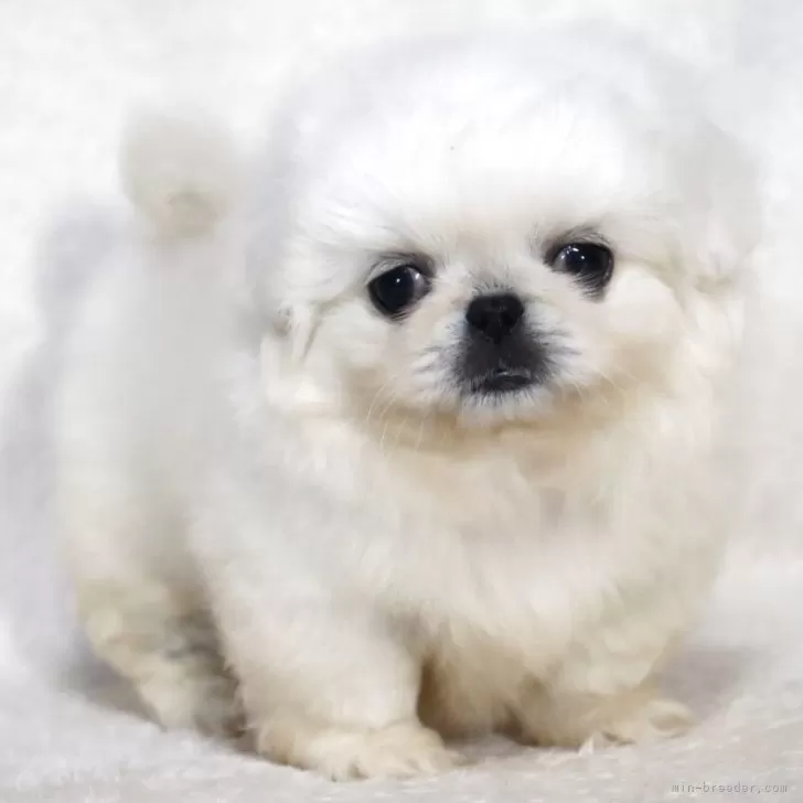 ID：2506-05520の子犬