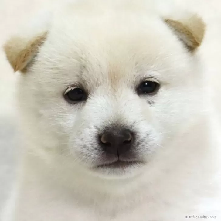 柴犬(標準サイズ)【滋賀県・男の子・2025年7月14日・白】の写真1