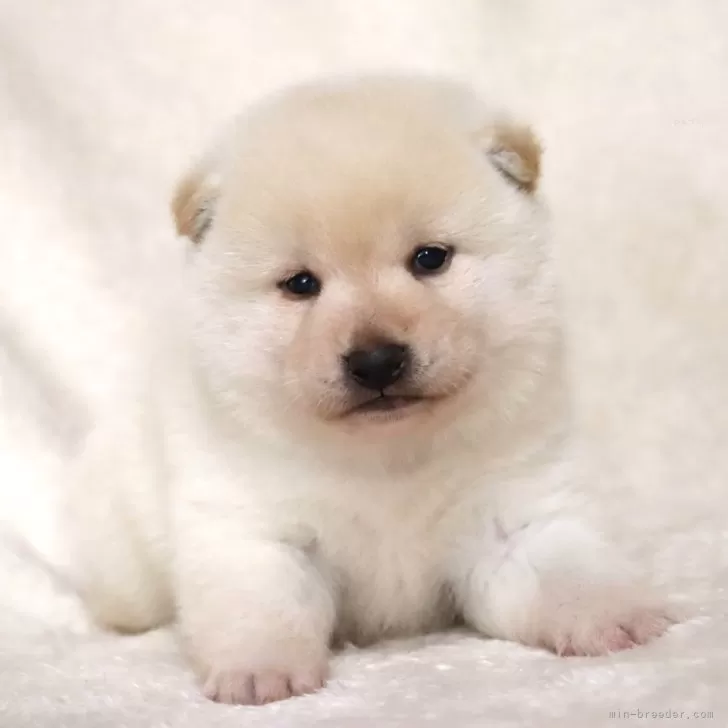 M.S 様のお迎えした子犬