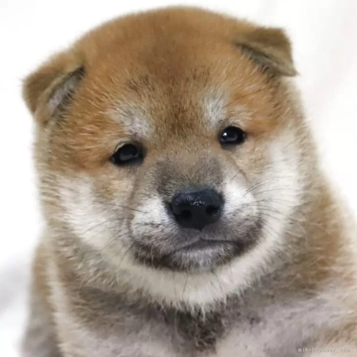 柴犬(標準サイズ)【滋賀県・男の子・2025年7月6日・赤】の写真1
