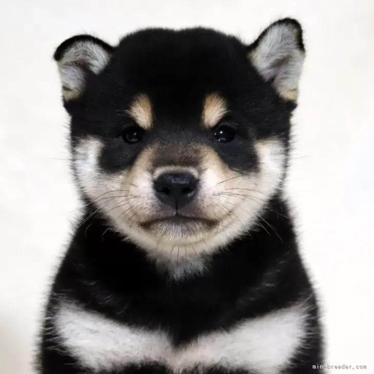 ID：2411-02352の子犬