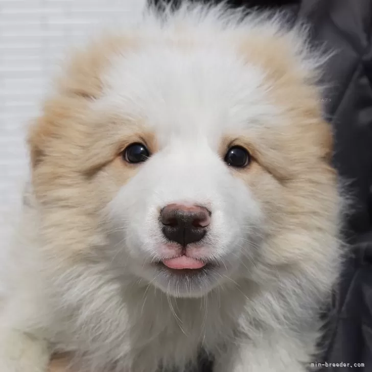 ID：2501-02257の子犬