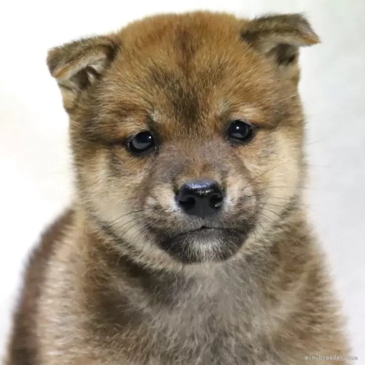 柴犬(標準サイズ)【滋賀県・男の子・2025年8月31日・赤】の写真1