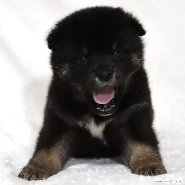 ID：2503-05774の子犬