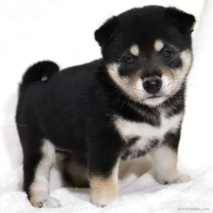 柴犬(標準サイズ)【滋賀県・女の子・2025年5月28日・黒】の写真1