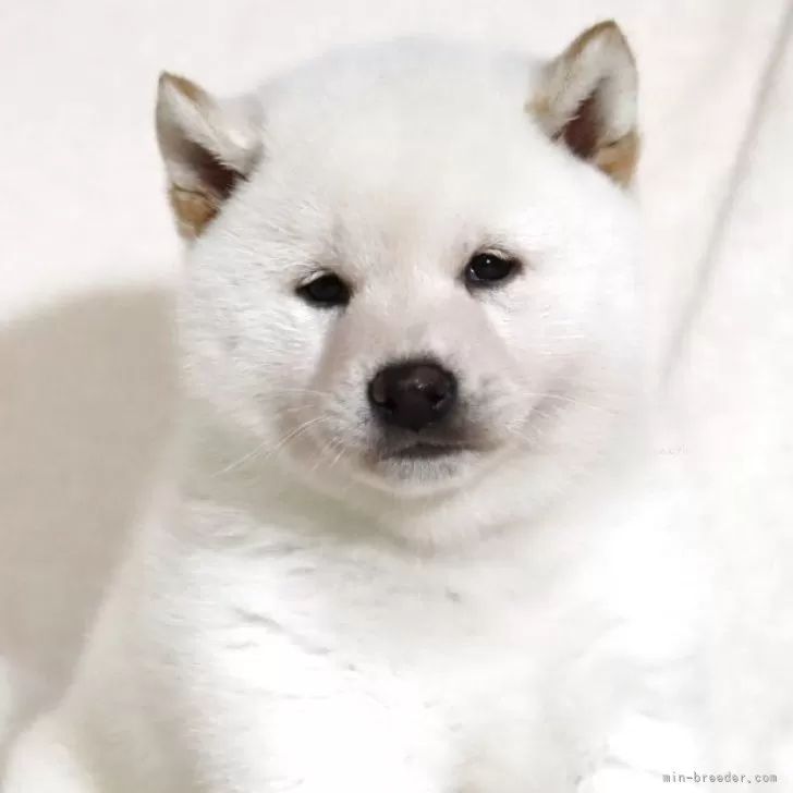 ID：2503-07219の子犬