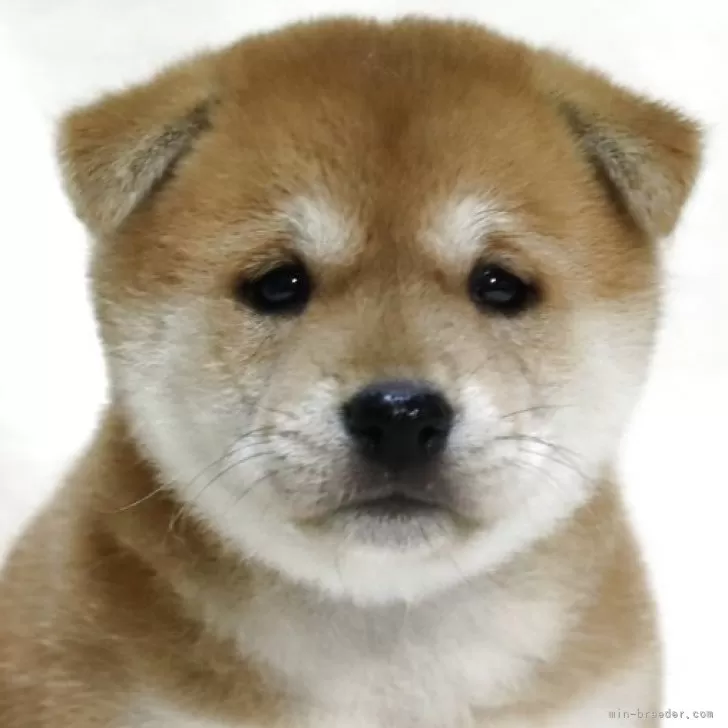 柴犬(標準サイズ)【滋賀県・女の子・2025年9月12日・赤】の写真1