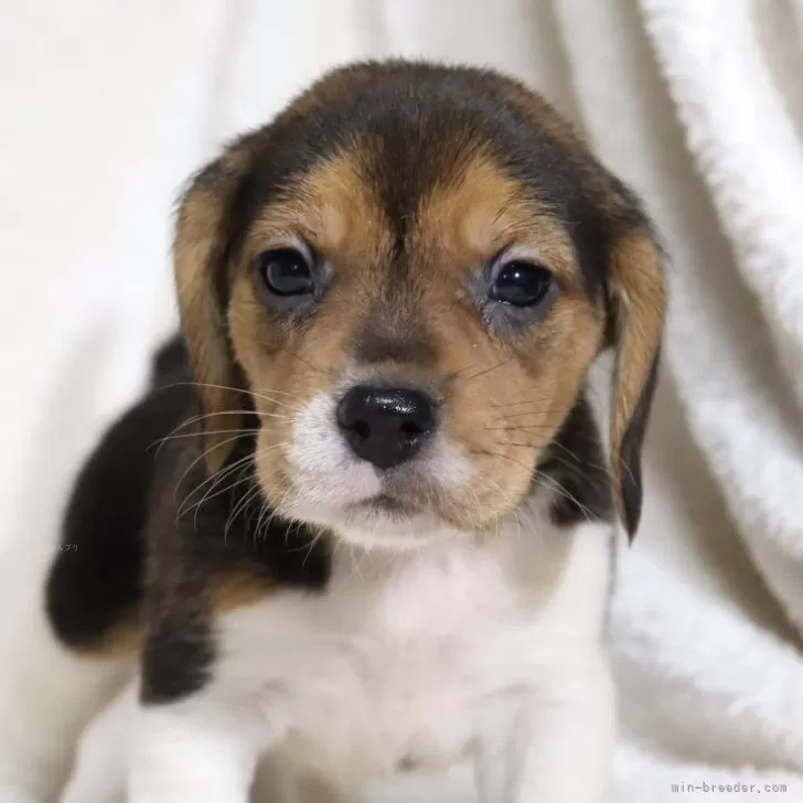 ID:2411-05343の子犬