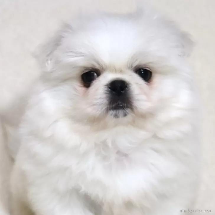 ID：2412-05588の子犬