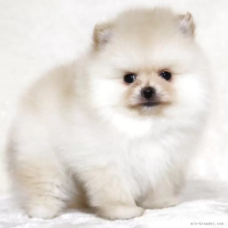ID:2504-02847の子犬