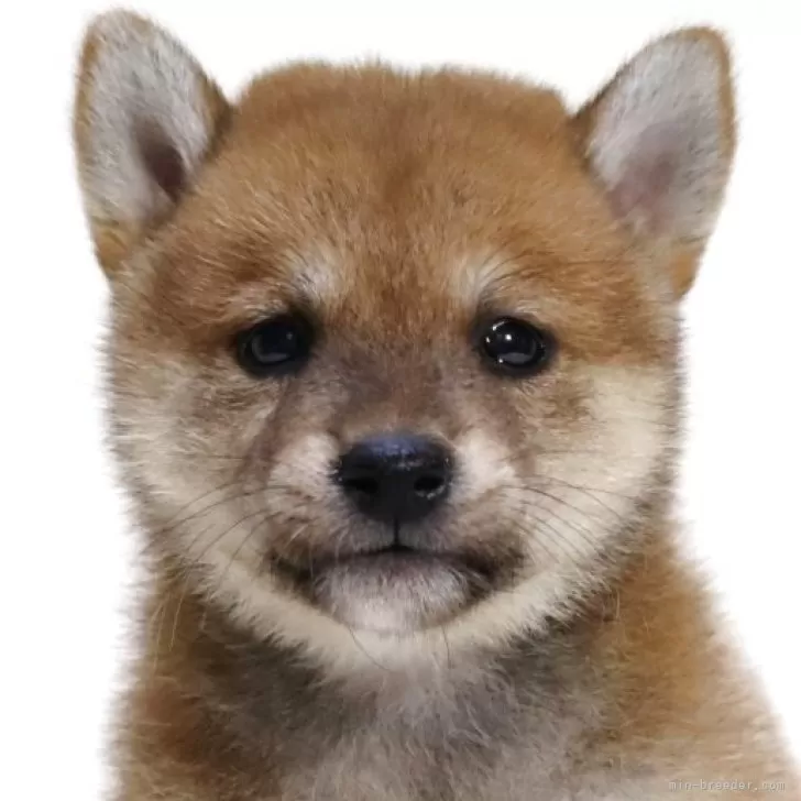 柴犬(標準サイズ)【滋賀県・女の子・2025年9月26日・赤】の写真1