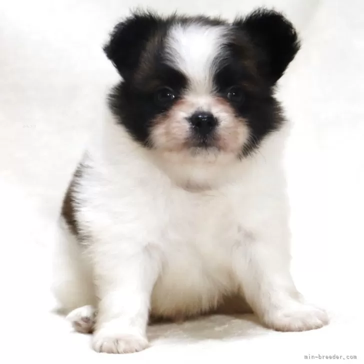 パピヨン【滋賀県・男の子・2025年7月23日・ホワイト&ブラウン】の写真1