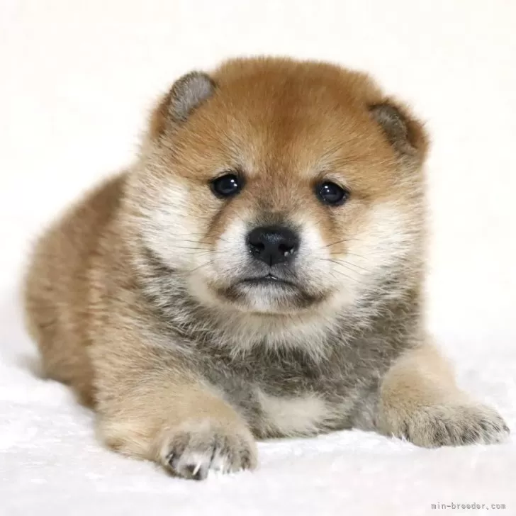 ID：2503-01744の子犬