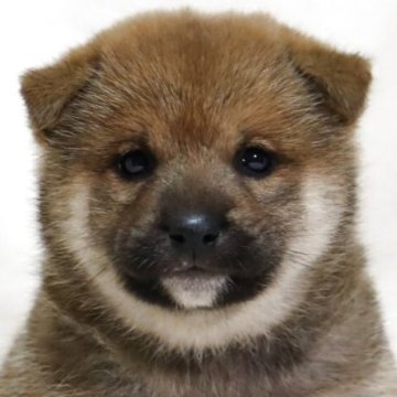 柴犬(標準サイズ)【滋賀県・女の子・2025年10月14日・赤】の写真「丸みのあるたぬき顔✨可愛い女の子です🐶🌸」