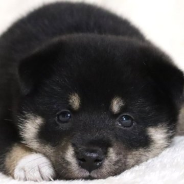 柴犬(標準サイズ)【滋賀県・女の子・2025年7月3日・黒】の写真「お父さん日保本部賞✨とても可愛い女の子です🐶🌸」