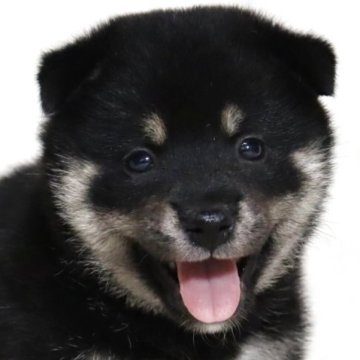 柴犬(標準サイズ)【滋賀県・女の子・2025年7月3日・黒】の写真「お父さん日保本部賞✨とても可愛い女の子です🐶🌸」
