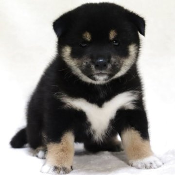 柴犬(標準サイズ)【滋賀県・女の子・2025年8月15日・黒】の写真「ひとりっ子の可愛いお顔の女の子です🐶🌸」