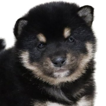 柴犬(標準サイズ)【滋賀県・男の子・2025年3月29日・黒】の写真「可愛いお顔の男の子です🐶🌸」