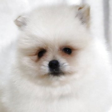 ポメラニアン【滋賀県・男の子・2025年9月6日・クリーム】の写真「毛量抜群✨たぬき顔の可愛い男の子です🐶🌸」