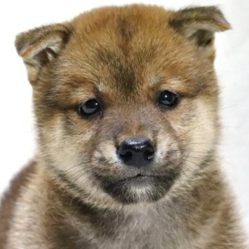 柴犬(標準サイズ)【滋賀県・男の子・2025年8月31日・赤】の写真「元気いっぱい✨可愛いお顔の男の子です🐶🌸」