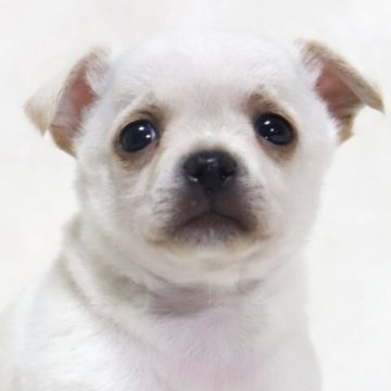チワワ(スムース)【滋賀県・男の子・2025年7月14日・クリーム】の写真「小さくてお鼻の短い✨可愛いお顔の男の子です🐶🌸」