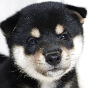 柴犬(標準サイズ)【滋賀県・女の子・2025年6月22日・黒】の写真「お父さん日保本部賞✨裏白の綺麗な女の子です🐶🌸」