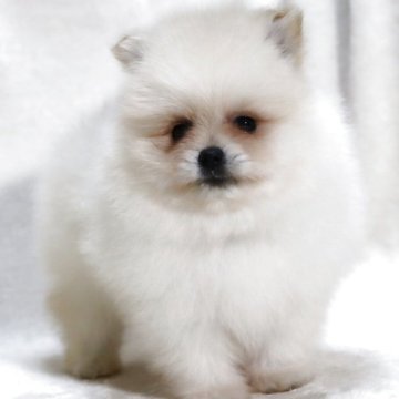 ポメラニアン【滋賀県・男の子・2025年9月6日・クリーム】の写真「毛量抜群✨たぬき顔の可愛い男の子です🐶🌸」