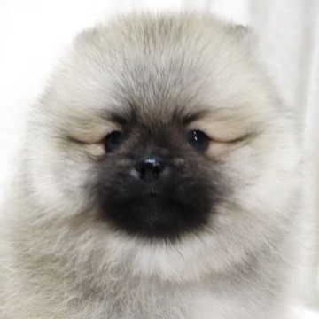 ポメラニアン【滋賀県・男の子・2025年9月5日・ウルフセーブル】の写真「小さくて毛量の多い✨可愛いお顔の男の子です🐶🌸」