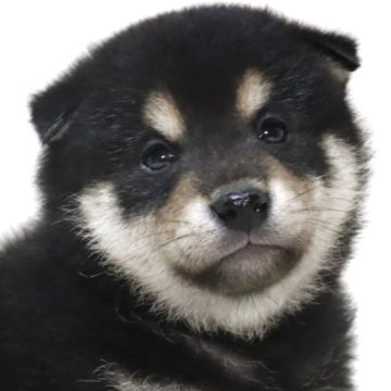 柴犬(標準サイズ)【滋賀県・男の子・2025年7月14日・黒】の写真「まろ眉の綺麗な可愛いお顔の男の子です🐶🌸」