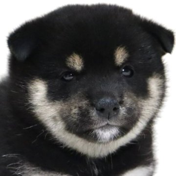 柴犬(標準サイズ)【滋賀県・女の子・2025年8月15日・黒】の写真「ひとりっ子の可愛いお顔の女の子です🐶🌸」