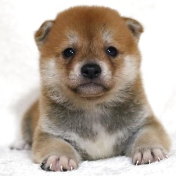 柴犬(標準サイズ)【滋賀県・男の子・2025年5月24日・赤】の写真「小ぶりで可愛いお顔の男の子です🐶🌸」