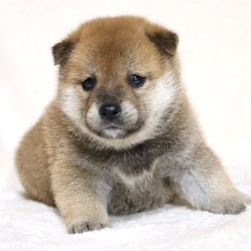 柴犬(標準サイズ)【滋賀県・男の子・2025年1月30日・赤】の写真「綺麗なお顔の男の子です🐶🌸」